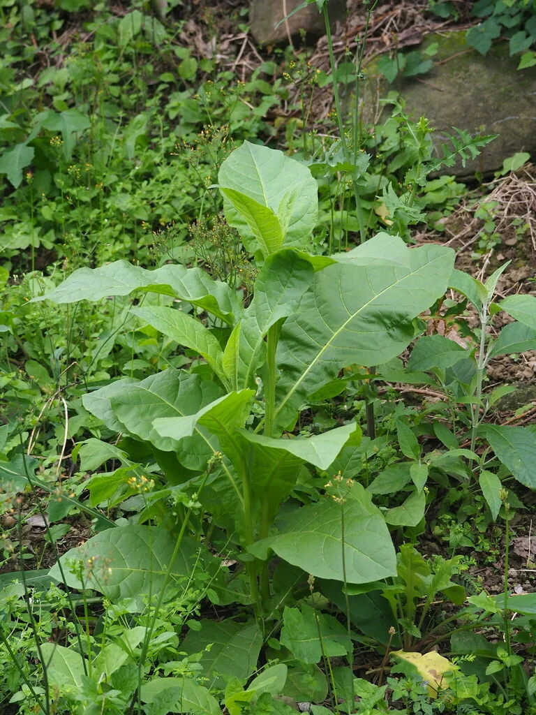 Nicotiana Tabacum