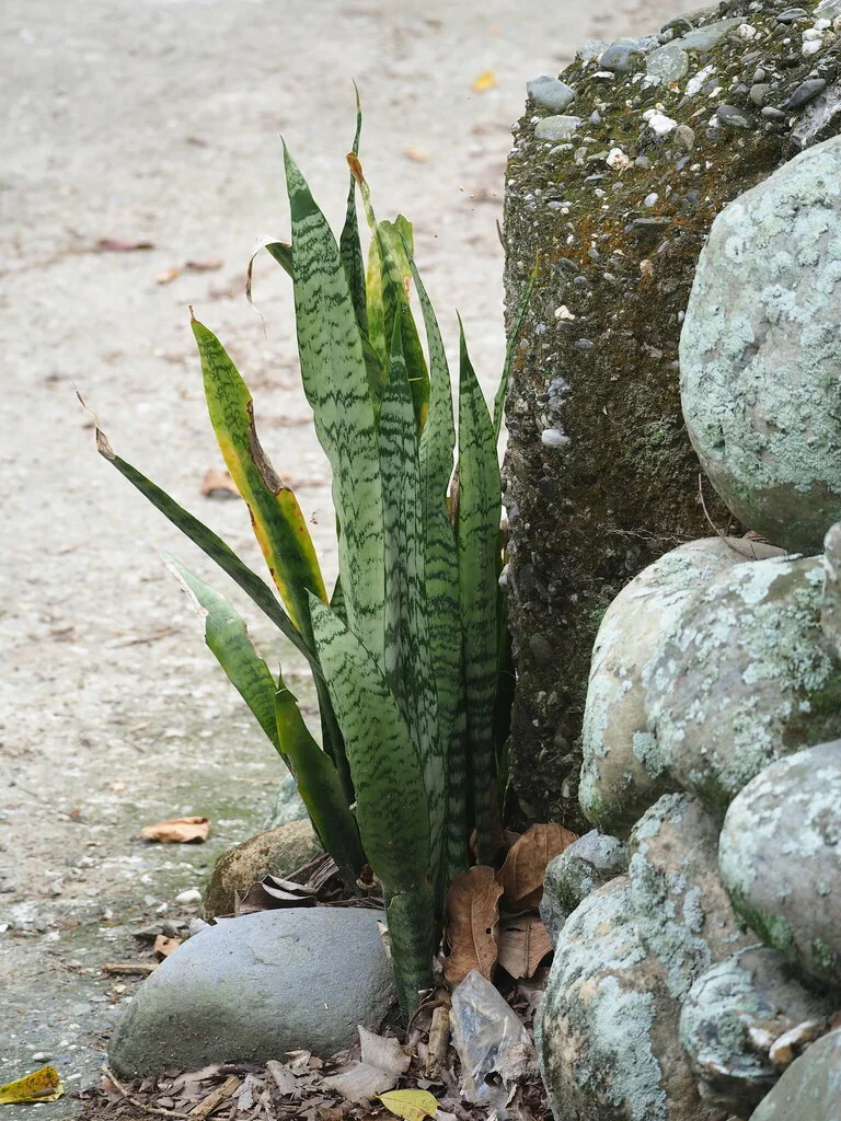 Sansevieria Trifasciata