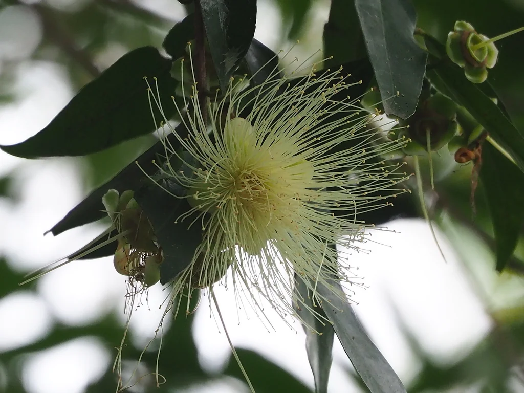 Syzygium Jambos