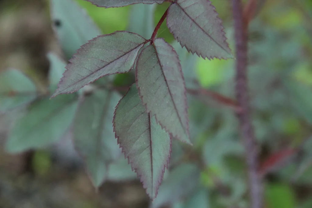 Rosa Glauca