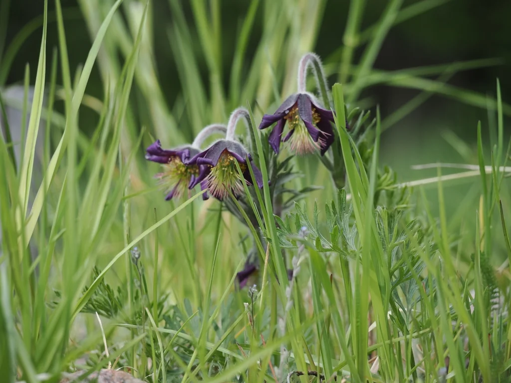 Pulsatilla Vulgaris