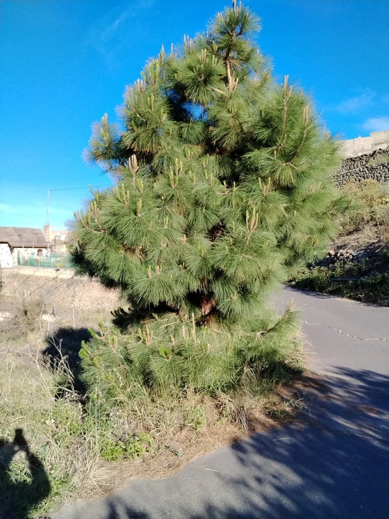 Pinus Canariensis