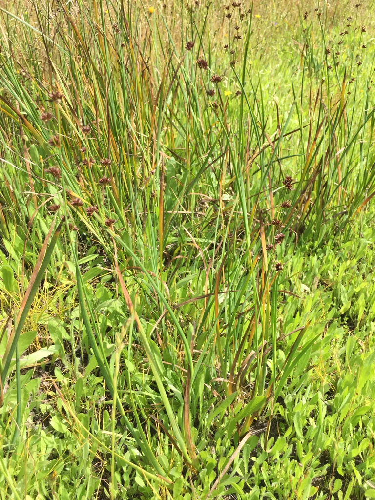 Juncus Xiphioides