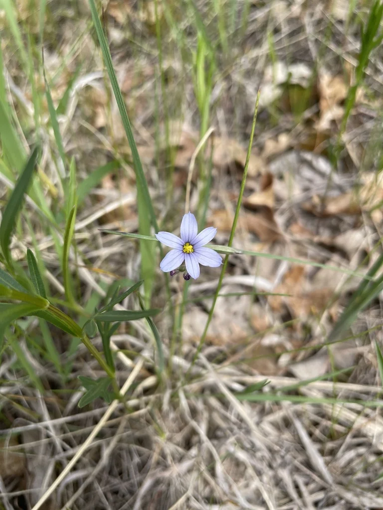 Sisyrinchium Campestre