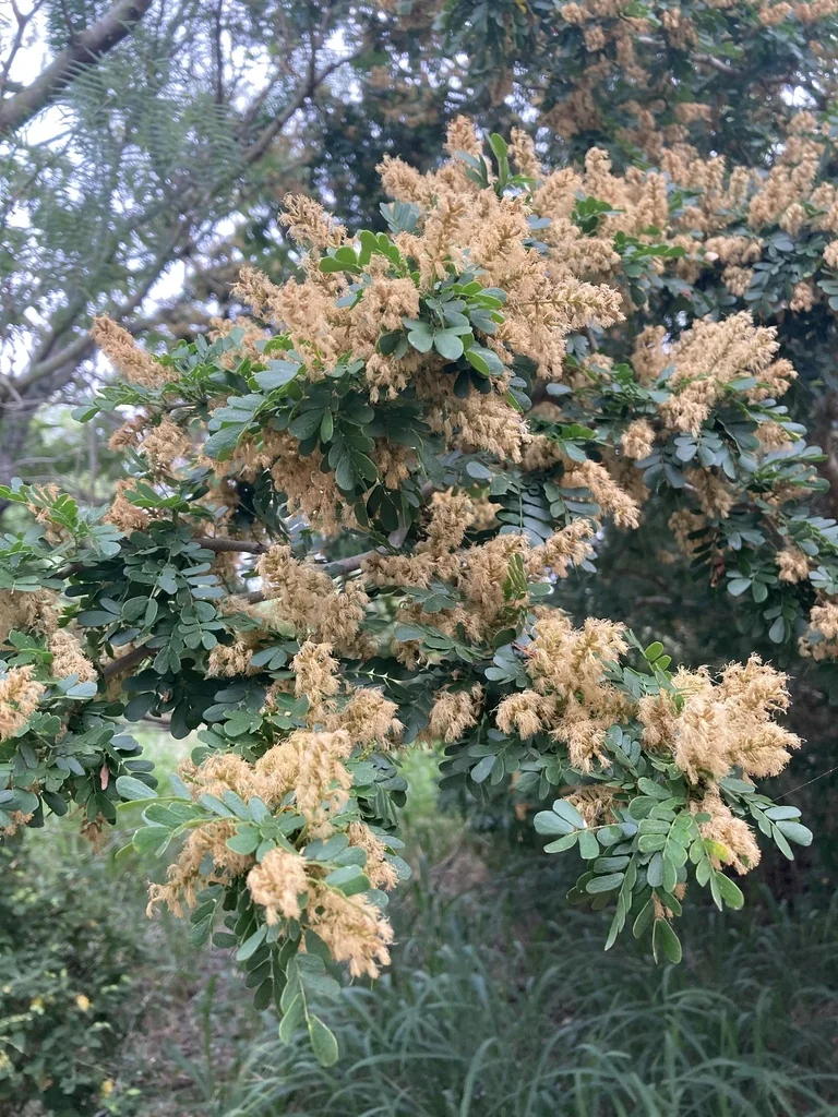 Ebenopsis Ebano
