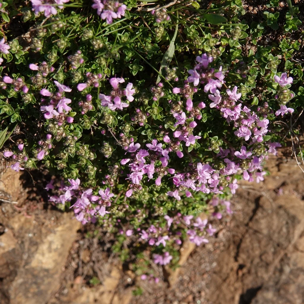 Thymus Serpyllum
