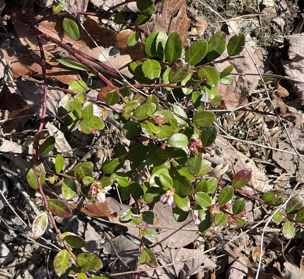 Gaylussacia Brachycera