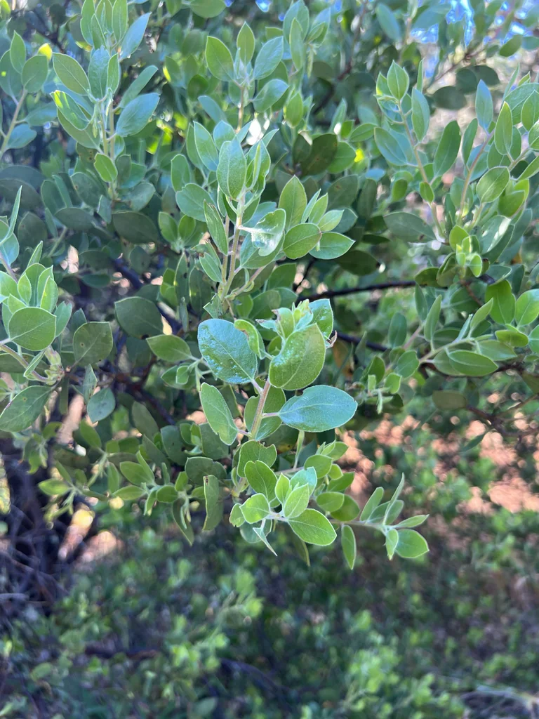Arctostaphylos Manzanita