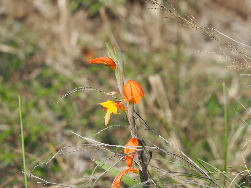 Gladiolus Dalenii