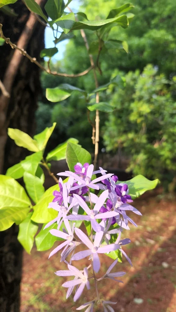 Petrea Volubilis