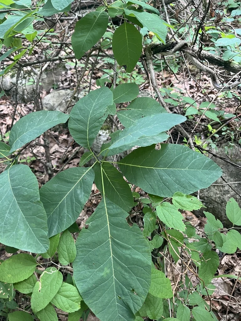 Cotinus Obovatus
