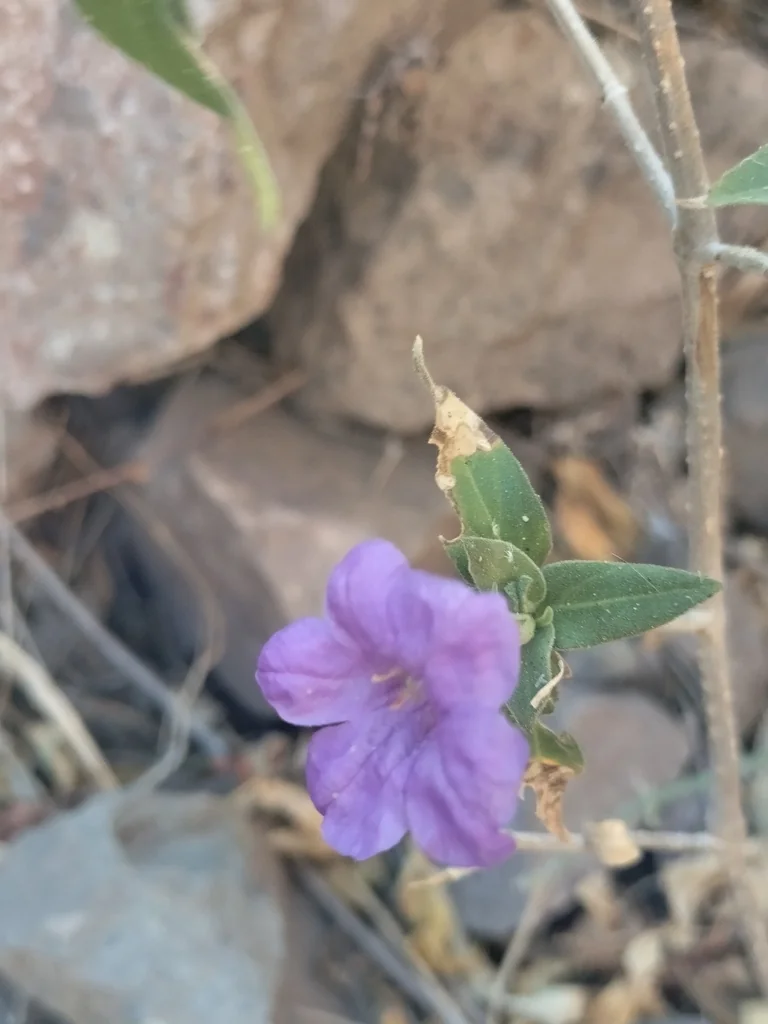 Ruellia Californica