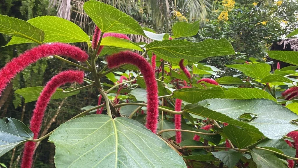 Acalypha hispida