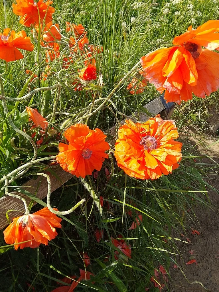 Papaver Orientale