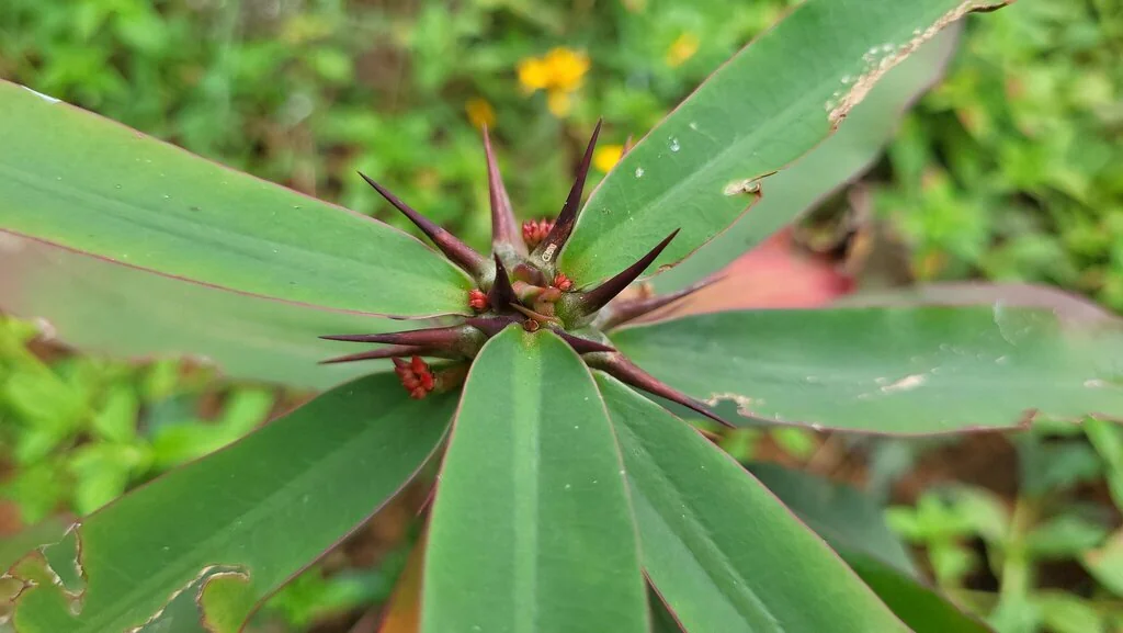 Euphorbia Milii