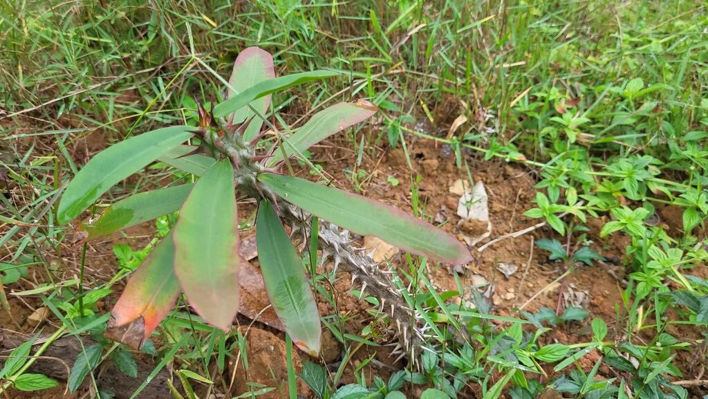 Euphorbia Milii