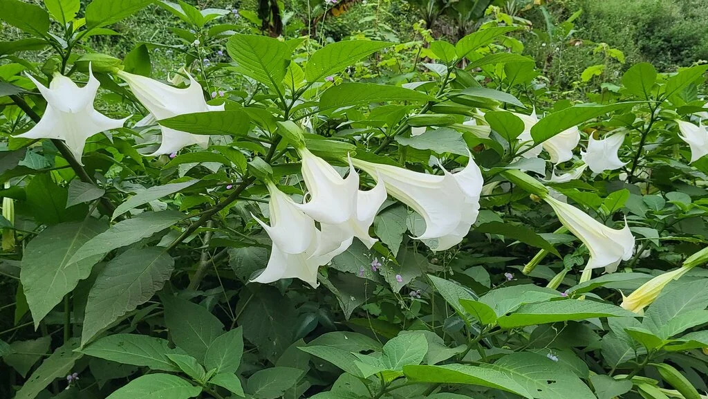 Brugmansia Suaveolens