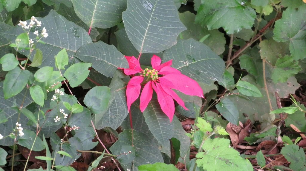 Euphorbia Pulcherrima