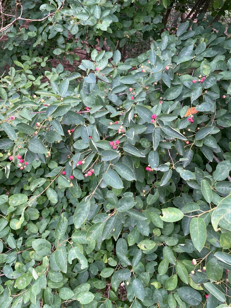 Amelanchier Lamarckii