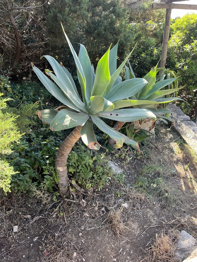 Agave Attenuata