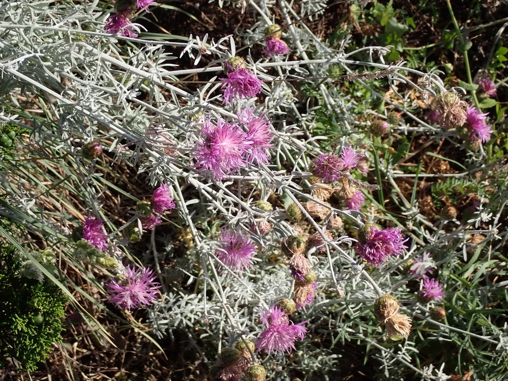Centaurea Cineraria