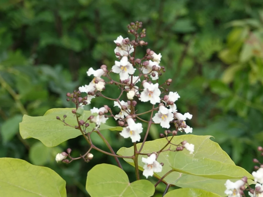 Catalpa Bignonioides