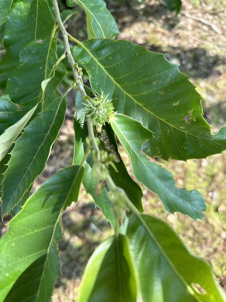 Quercus Acutissima