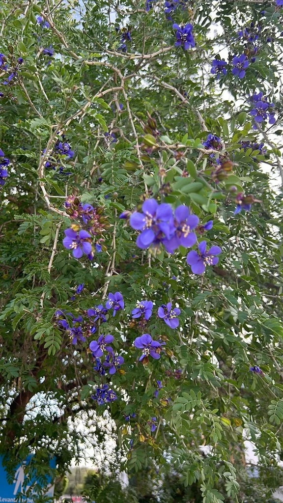 Guaiacum Coulteri