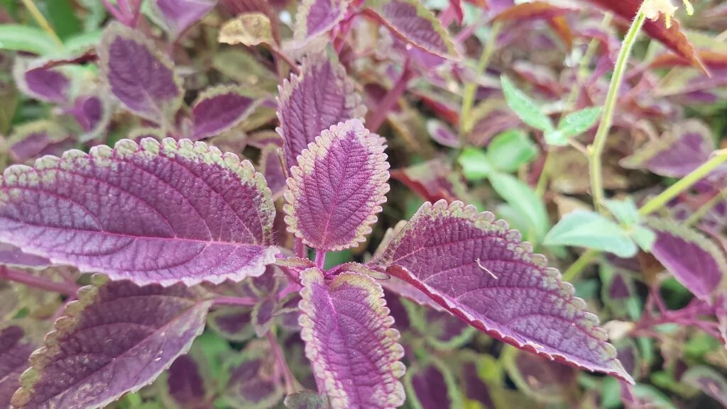 Coleus scutellarioides