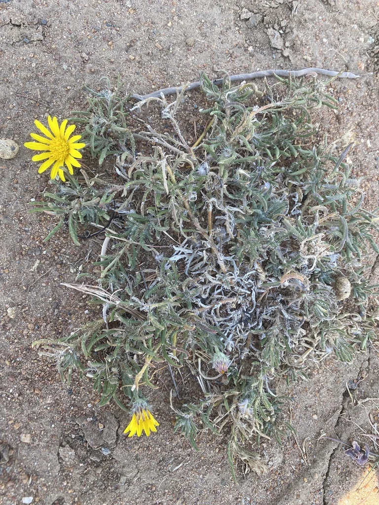 Gazania Krebsiana