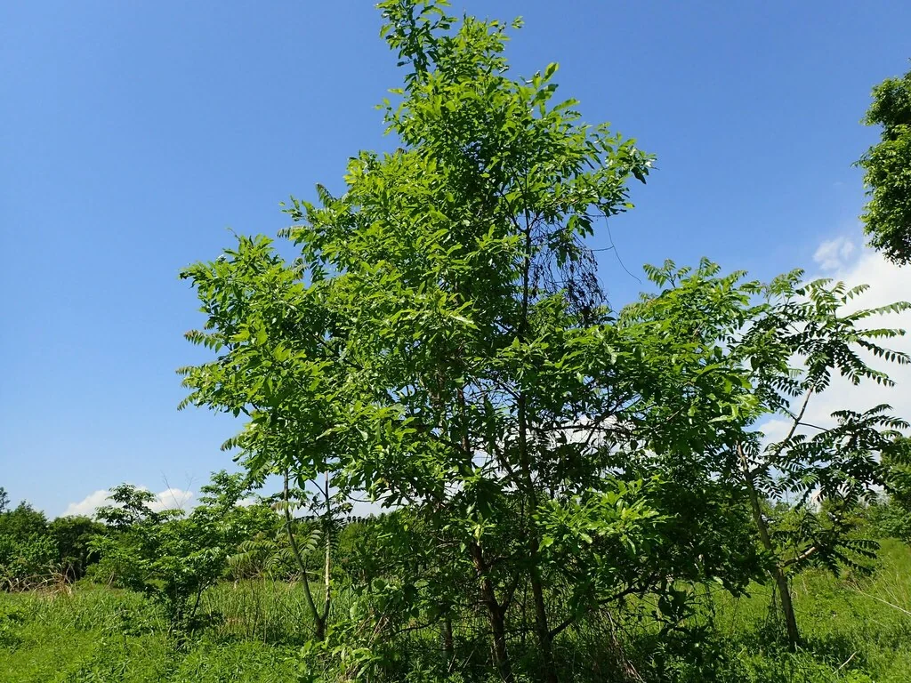 Quercus Acutissima