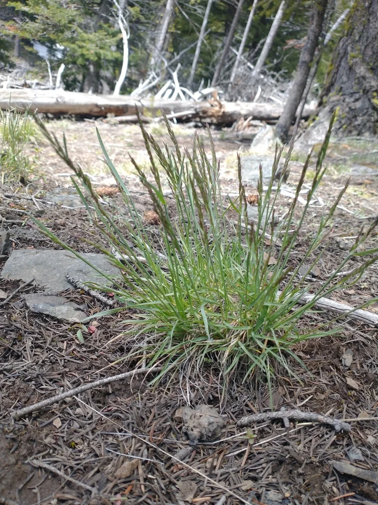 Poa Secunda