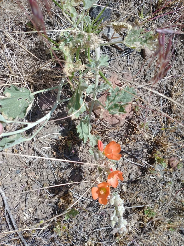 Sphaeralcea Munroana