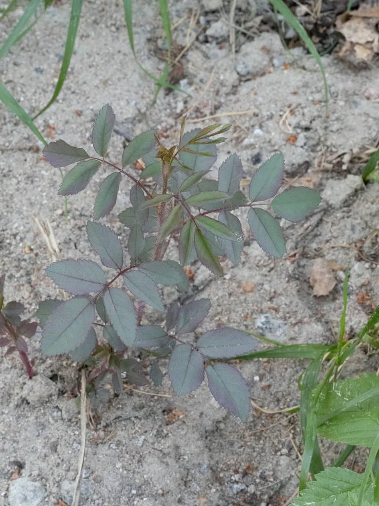 Rosa Glauca