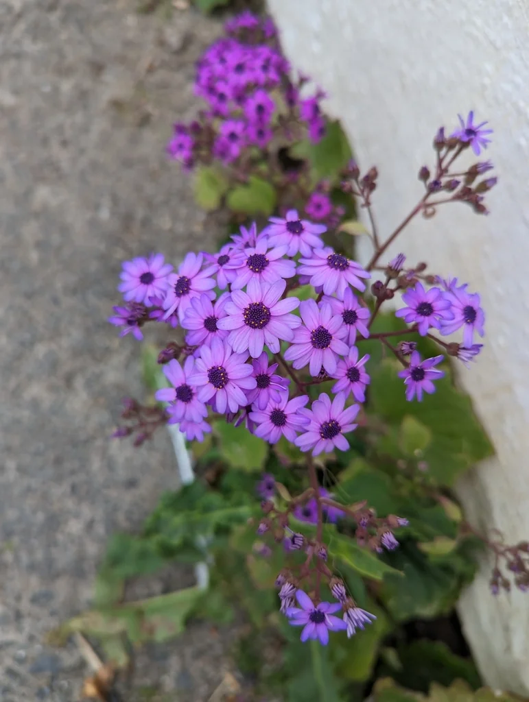 Senecio X Hybridus