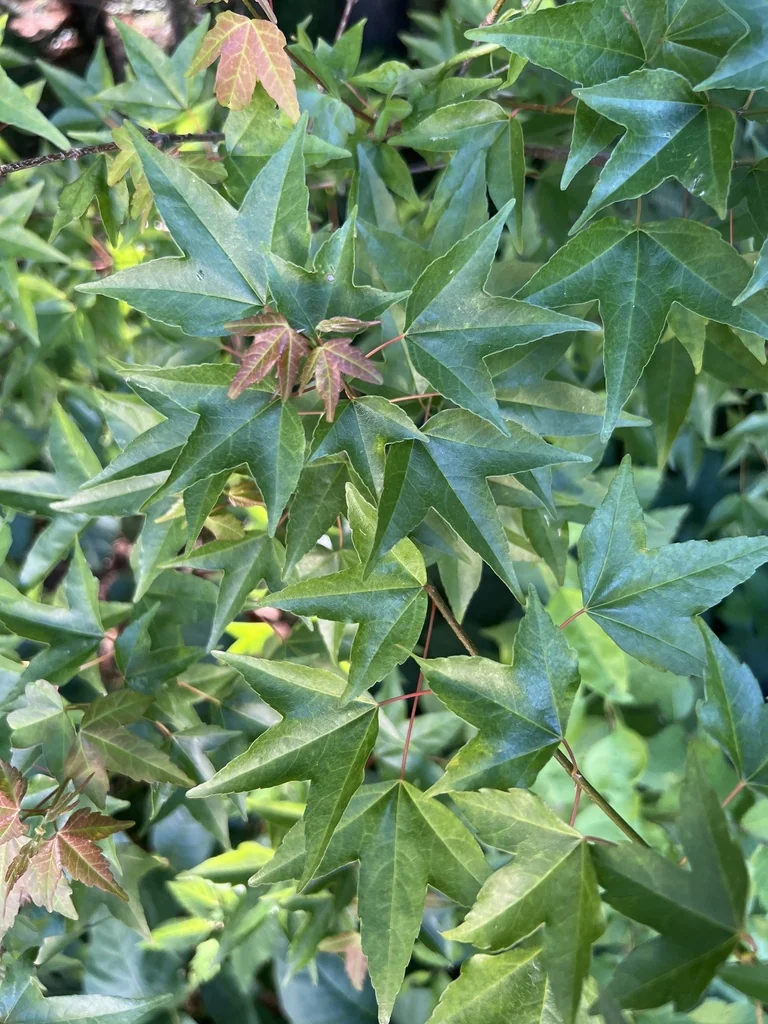 Acer Buergerianum