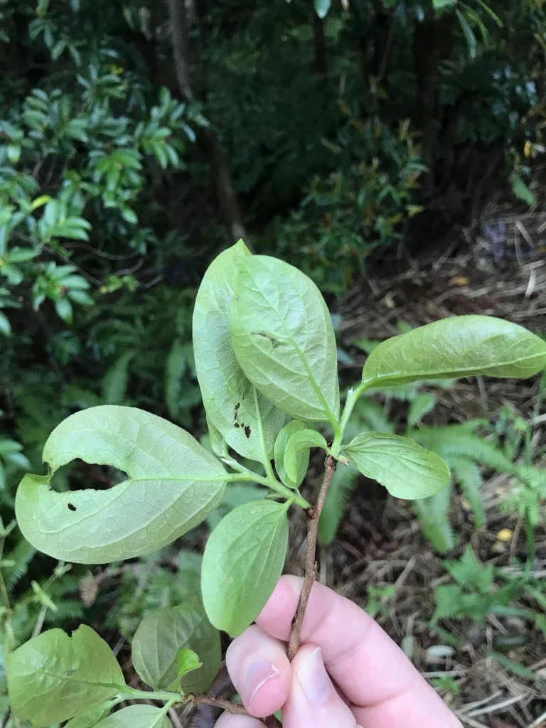Diospyros Kaki