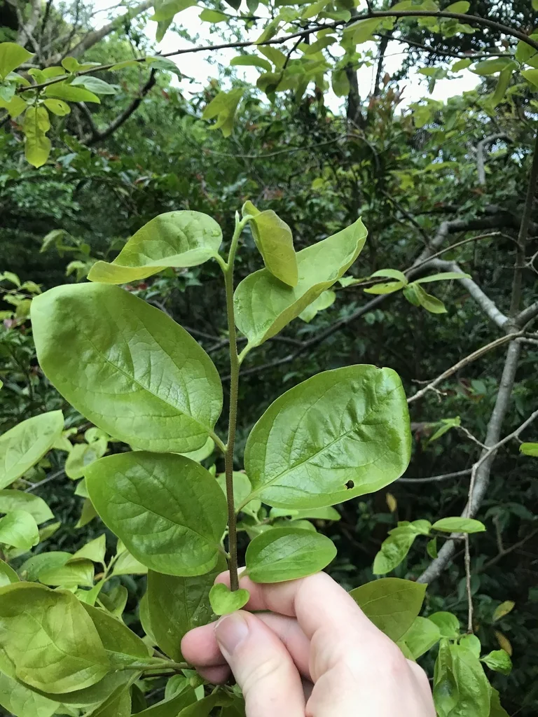 Diospyros Kaki