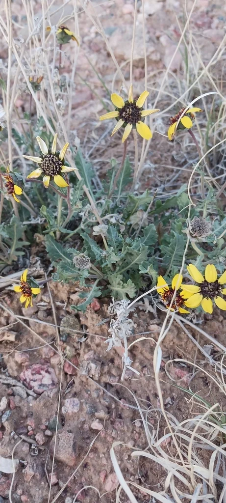 Berlandiera Lyrata