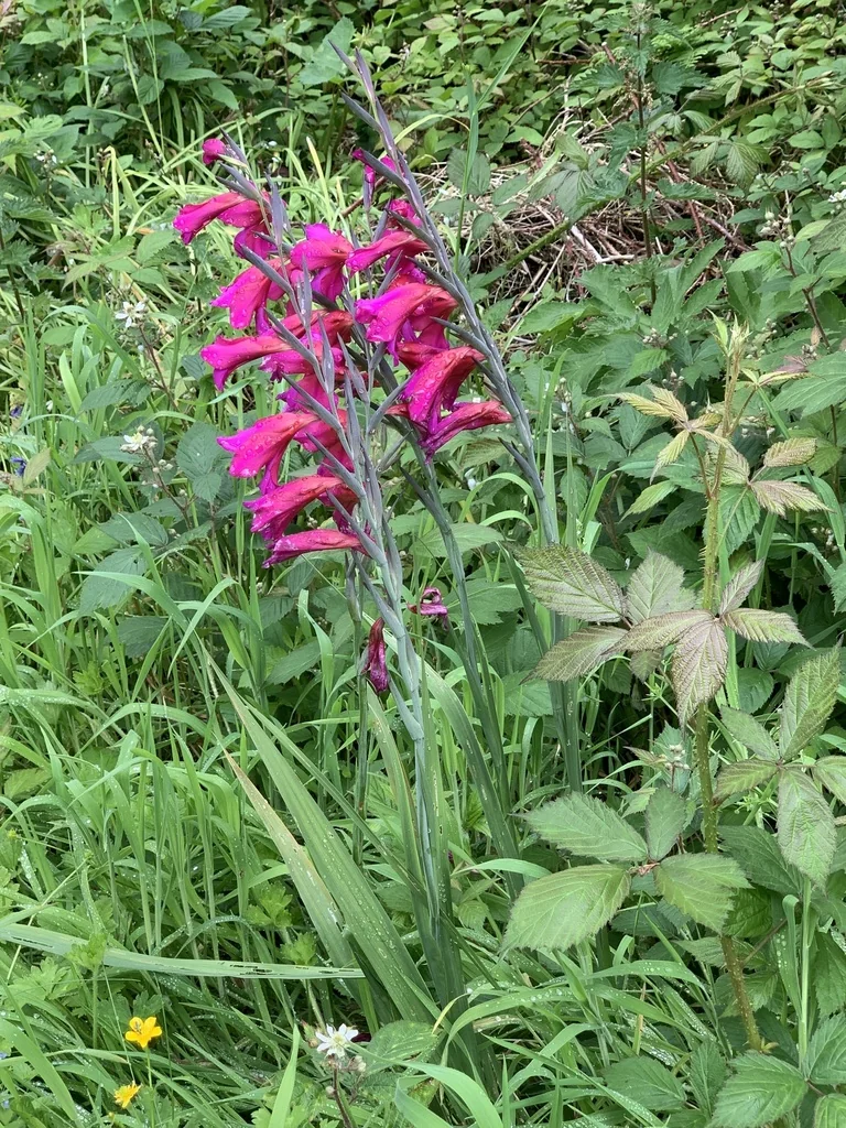 Gladiolus Communis
