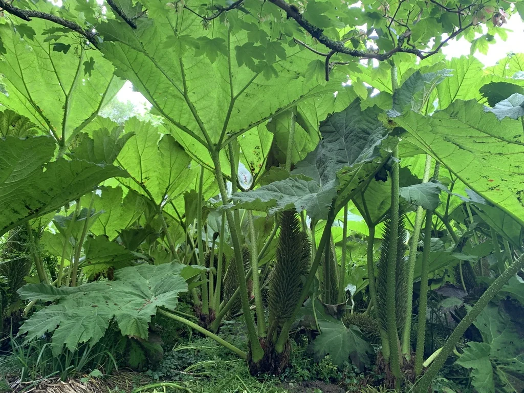 Gunnera Manicata
