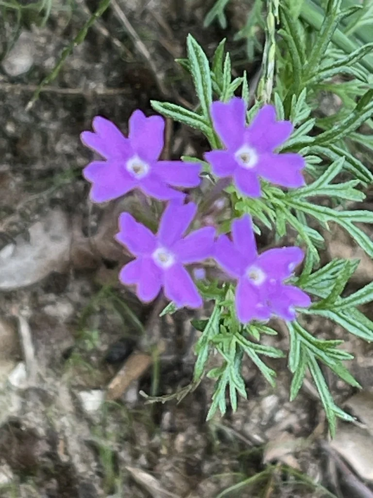 Glandularia Pulchella