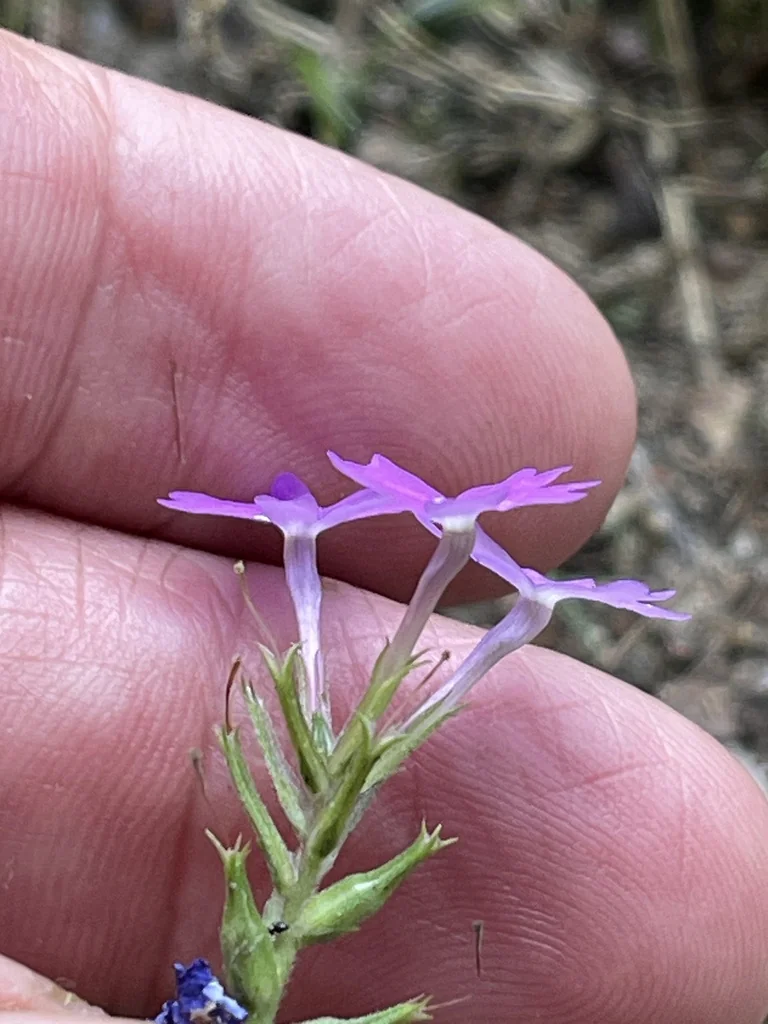 Glandularia Pulchella