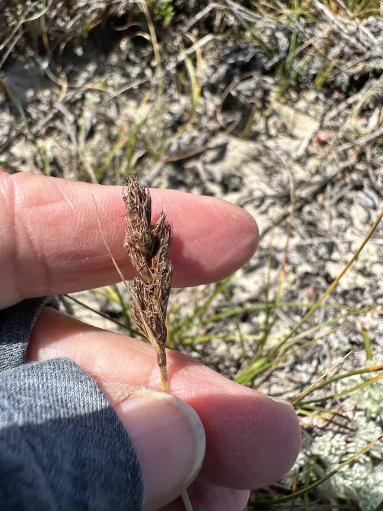 Carex Pansa