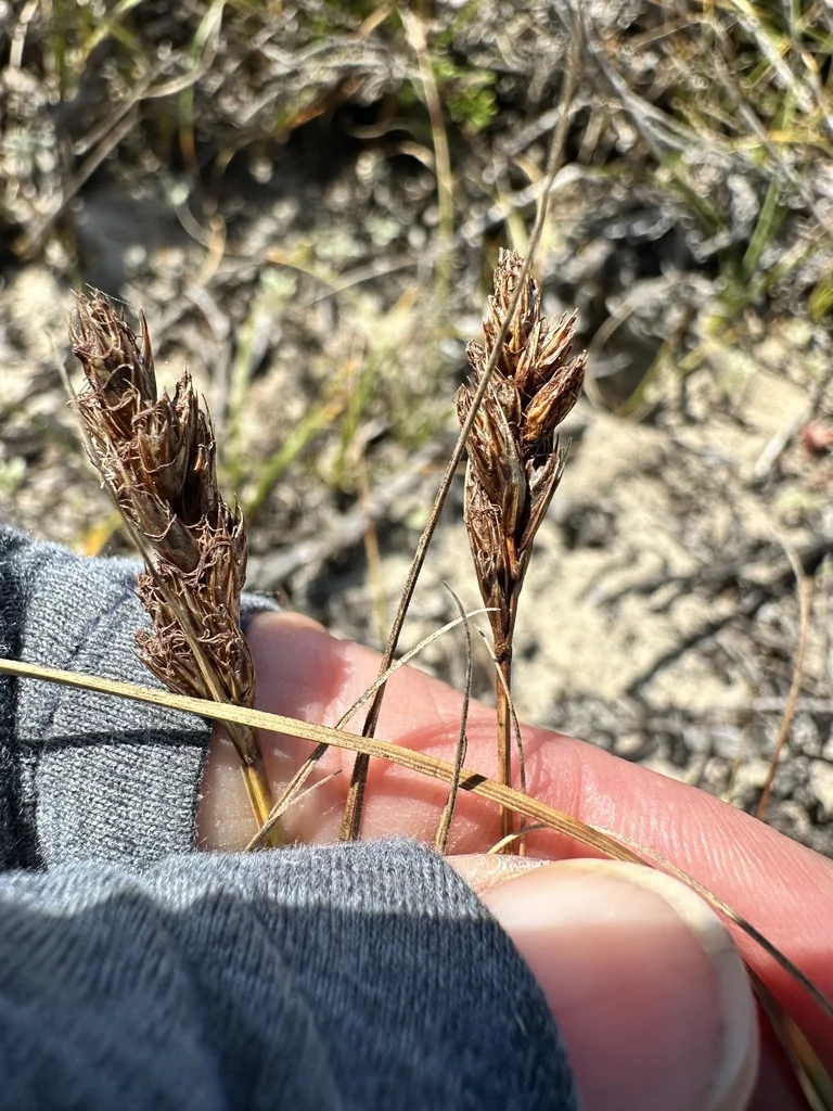 Carex Pansa