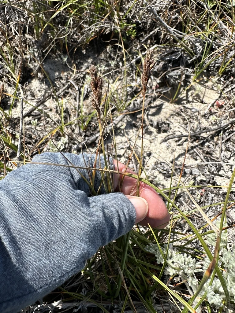 Carex Pansa