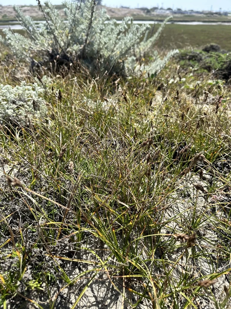 Carex Pansa