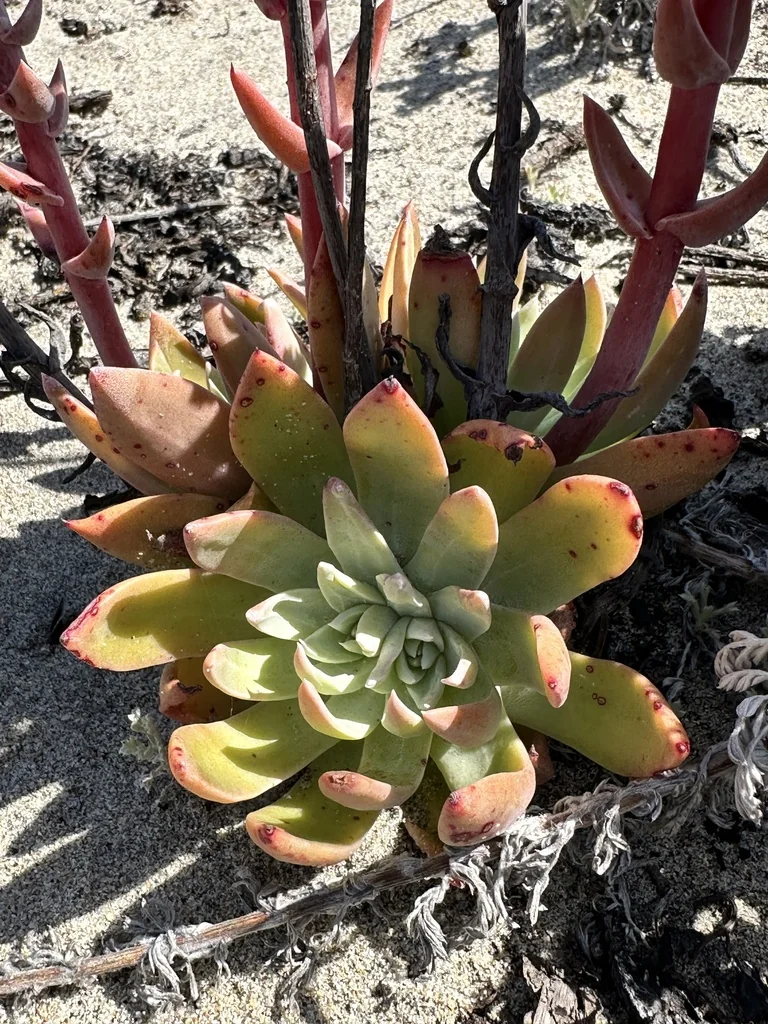 Dudleya Caespitosa