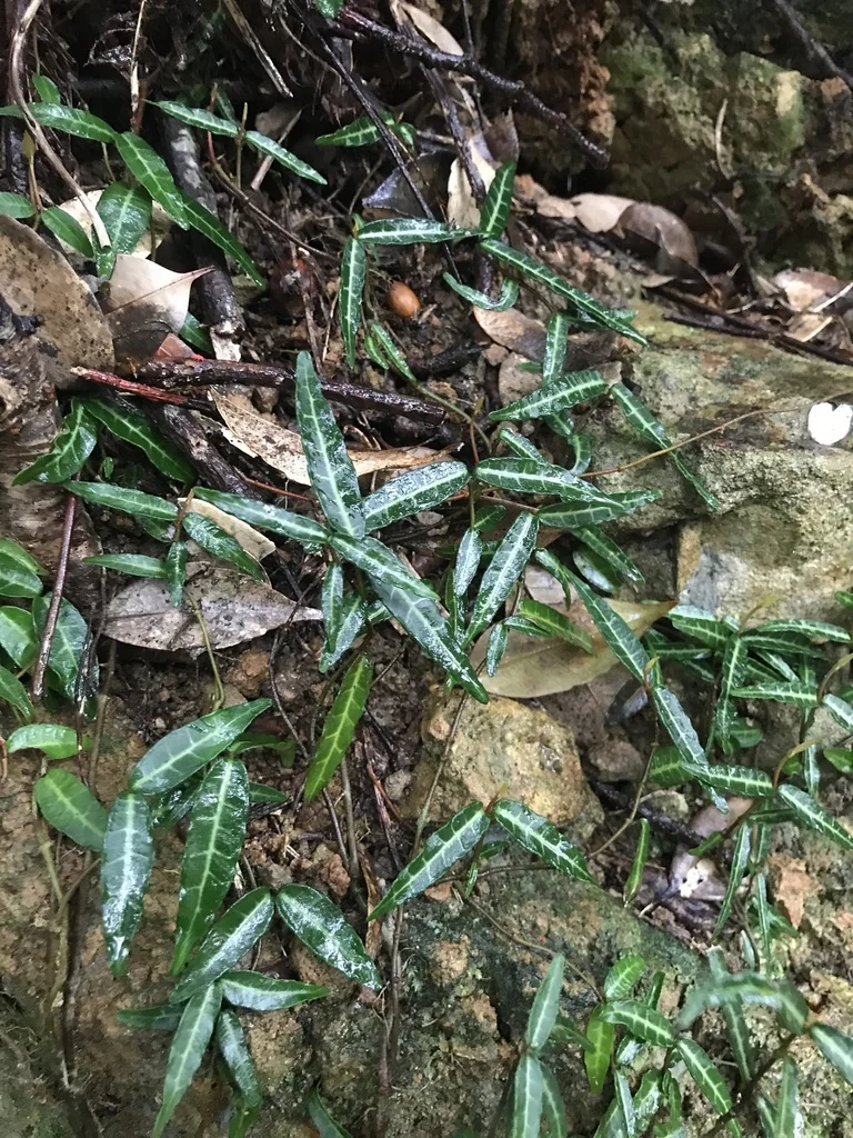 Trachelospermum Asiaticum