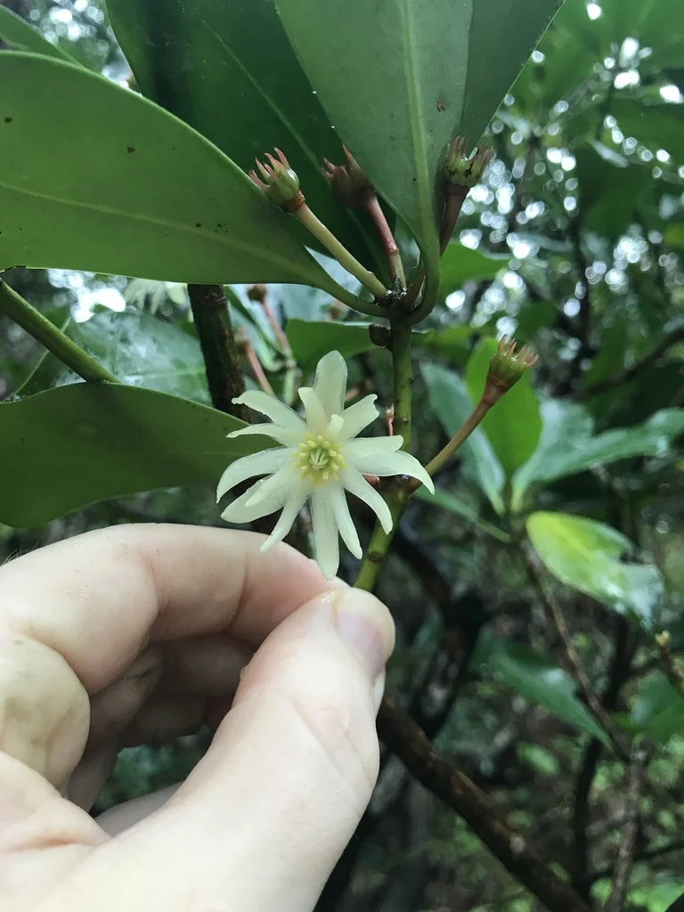 Illicium Anisatum